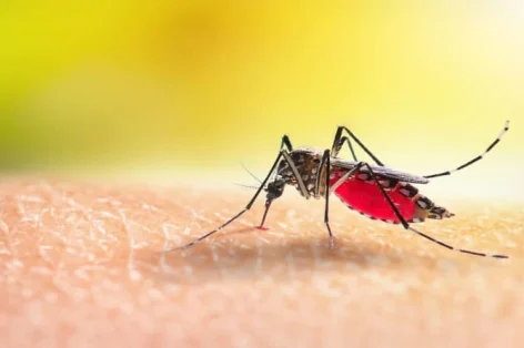 Foto mosquito aedes está sugando sangue na pele humana.