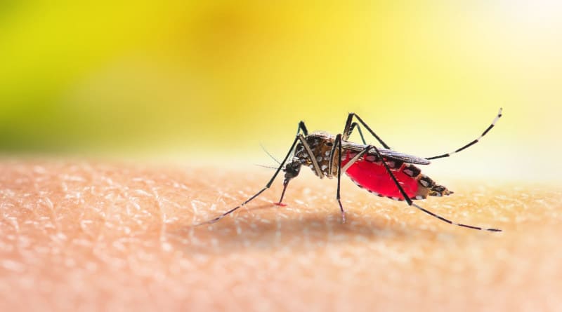 Foto mosquito aedes está sugando sangue na pele humana.