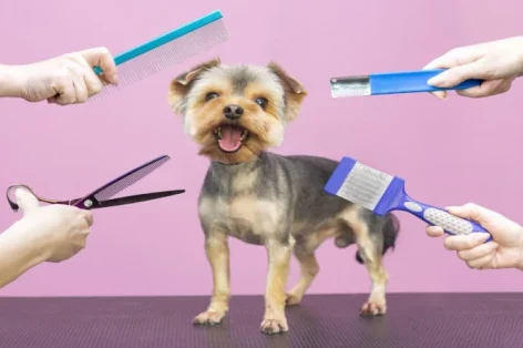 Profissional fotográfico cuida de cachorro em salão especializado. tratadores segurando ferramentas nas mãos. fundo rosa. conceito de aparador