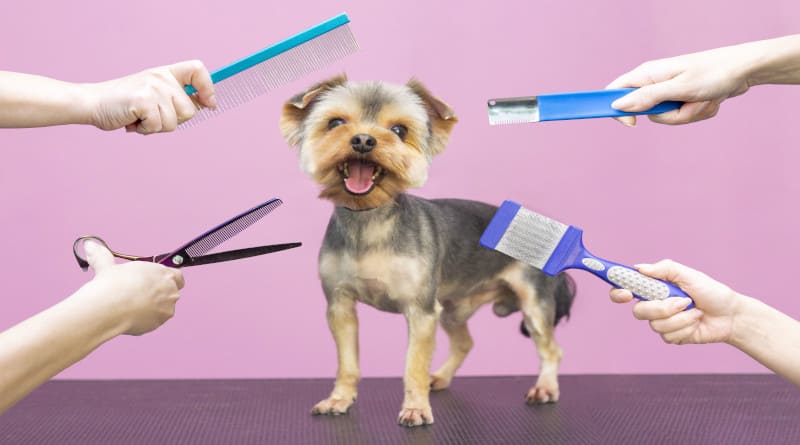 Profissional fotográfico cuida de cachorro em salão especializado. tratadores segurando ferramentas nas mãos. fundo rosa. conceito de aparador