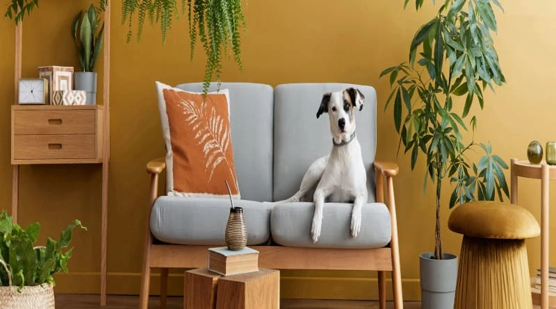 Conheça os Benefícios do DogHero: O Airbnb dos Animais de Estimação
