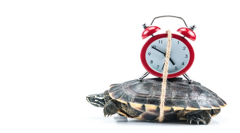 Foto tartaruga e relógio vermelho
