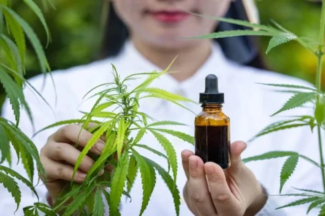 Foto de cannabis medicinal com extrato de óleo em uma garrafa
