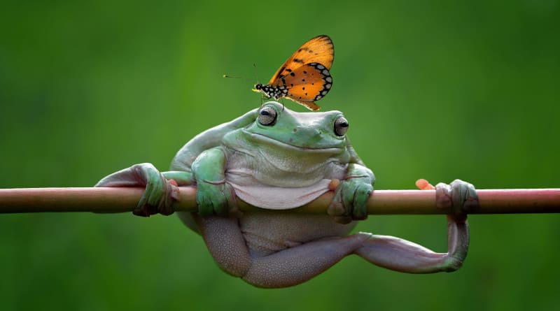 Foto de uma borboleta em um sapo