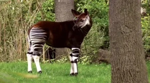 Foto de um Okapi