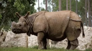 Foto de um Rinoceronte de Java